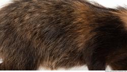 Photo Textures of Animal Skin